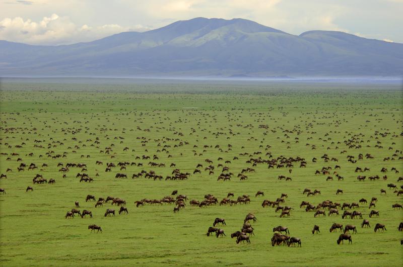 Serengeti View
