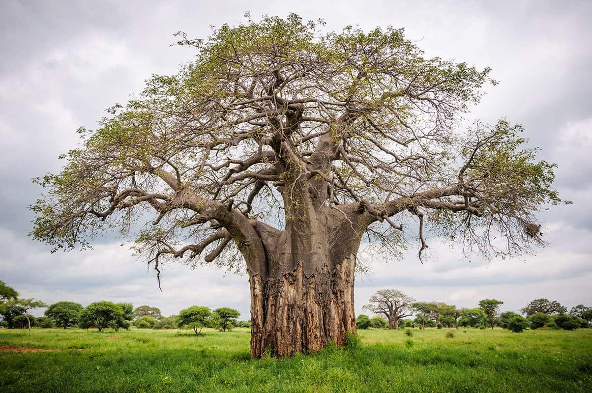 Tarangire Baobab