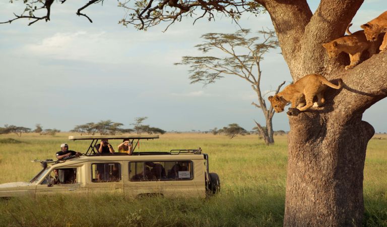 Viewing Tree Climbing Lions On A Game Drive In The Serengeti Np Tanzania With G Adventures