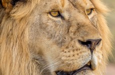 5-Day Tanzania Big Cat Safari