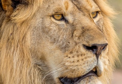 5-Day Tanzania Big Cat Safari