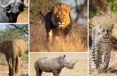 4-Day Big Five Adventure Safari