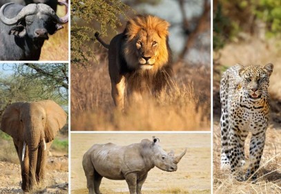 4-Day Big Five Adventure Safari