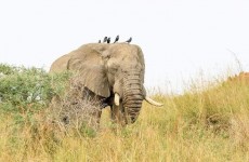 5 Days Lion & Gorilla Tracking Tour in Uganda