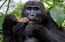 3 Days Uganda Gorilla Tour
