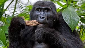 Gorilla 2
