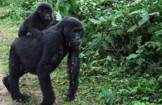 4-Day Bwindi Impenetrable Forest and Ngamba Island Safari