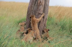 Kenya & Tanzania Wildebeest Migration Safari