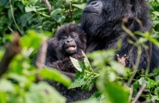 3-Day Uganda Gorilla Trekking Safari in Bwindi National Park
