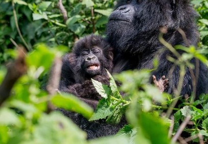 3-Day Uganda Gorilla Trekking Safari in Bwindi National Park
