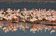 Lake Nakuru National Park 022