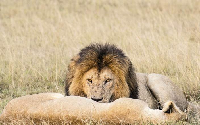 Masai Mara National Reserve 07