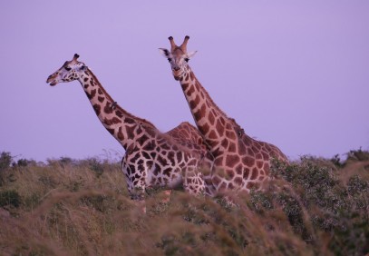 Pearl of Africa Safari Experience