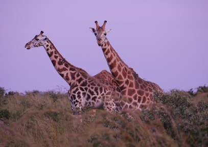 Pearl of Africa Safari Experience