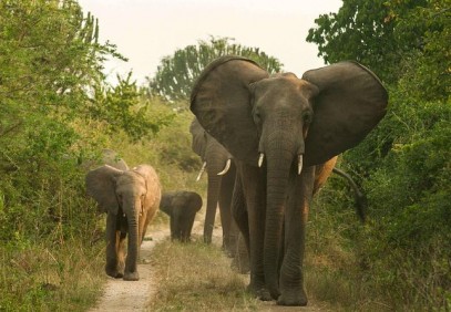 5 Days Queen Elizabeth National Park Wildlife Safari