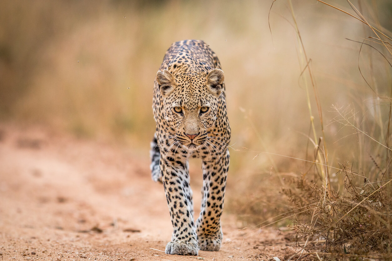 The Big Five Safari