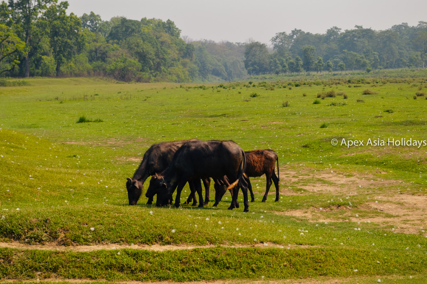 Wild Animals Are Grzing On The Bank Of Rapti River Chitwan National Park