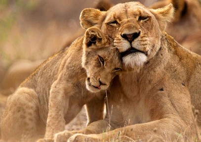 5-Day Camping Safari in Serengeti, Ngorongoro, Lake Manyara & Lake Eyasi