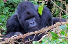 2 Days Uganda Gorilla Safari