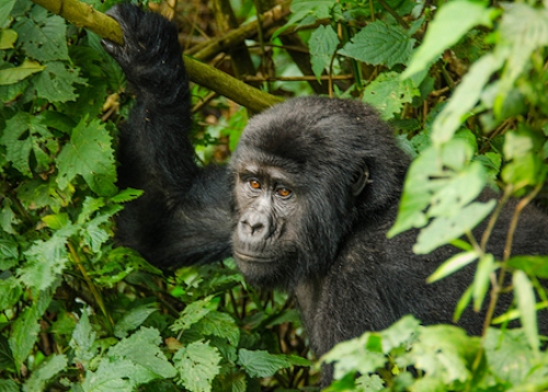 Gorilla
