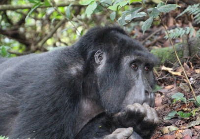3 Days Gorilla Trekking Uganda Safari