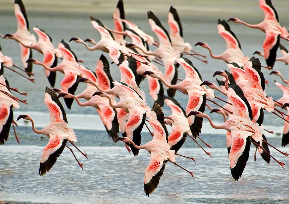 Lake Manyara2
