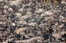 3 Day Masai Mara Group Budget Camping Safari