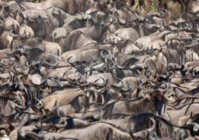 3 Day Masai Mara Group Budget Camping Safari
