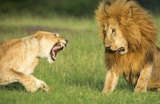 5 Day Masai Mara, Nakuru, Naivasha Budget Camping Safari