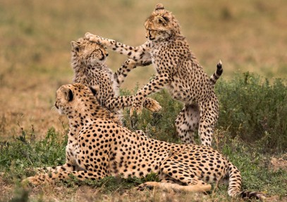 7-Day Southern Tanzania Safari in Ruaha, Mikumi & Selous