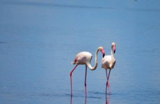 5-Day Traverse Northern Tanzania Lodge Safari