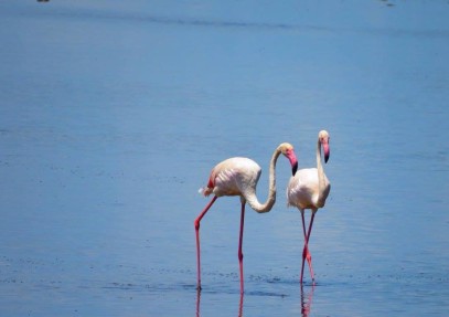 5-Day Traverse Northern Tanzania Lodge Safari