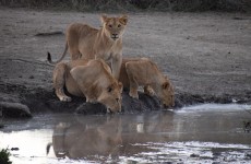 3-Day Safari Northern Tanzania National Parks