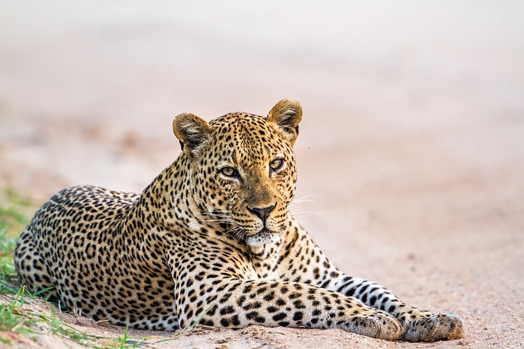Specie Panthera Pardus Family Of Felidae