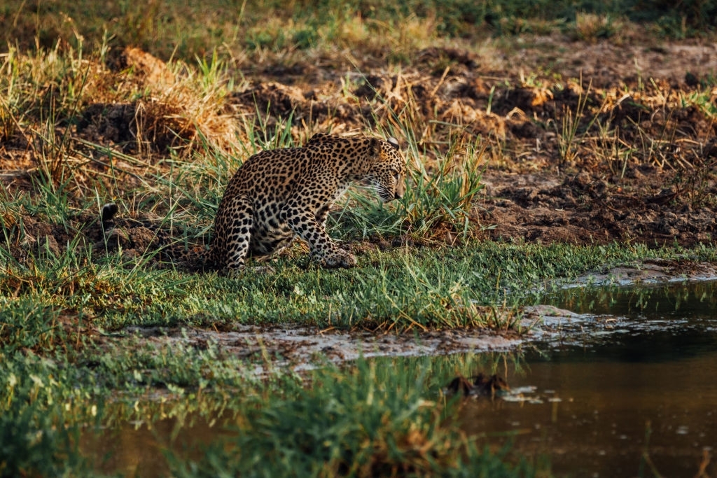 Leopard Drinking At A Waterhole