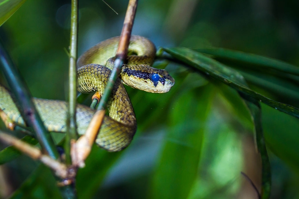 Specie Trimeresurus Trigonocephalus Family Of Viperidae