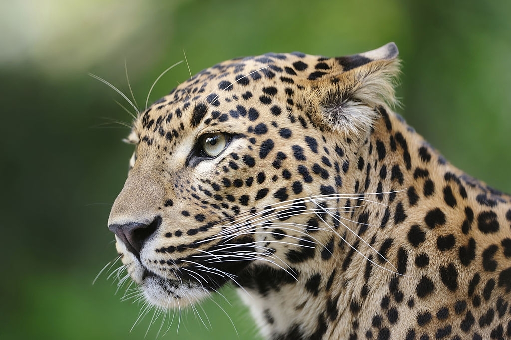 Close Up Of A Leopard