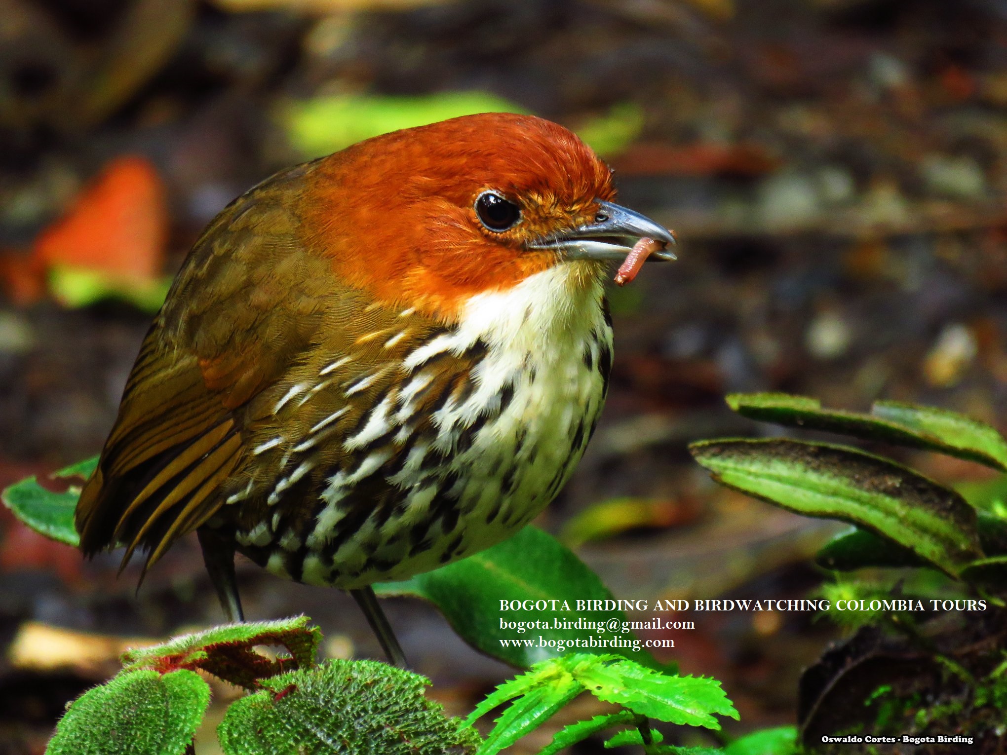 Chestnut Crowned Antpitta Grallaria Ruficapilla Reserva Rio Blanco, Central Andes