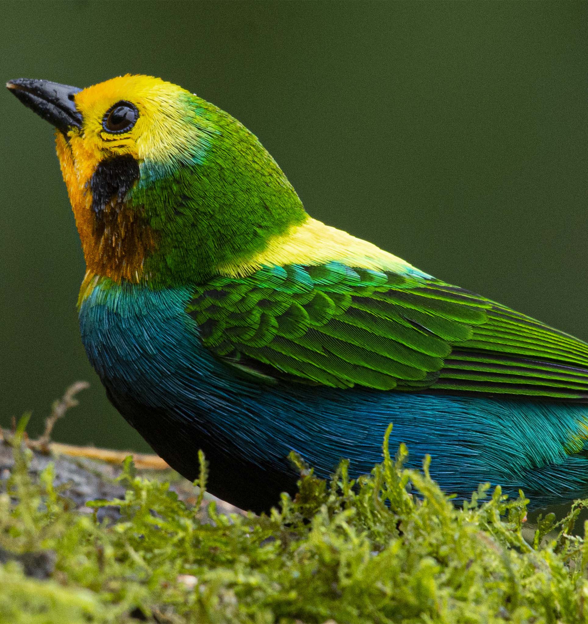 Multicolor Tanager Chlorochrysa Nitidissima Photography Tour Endemic Tour Birdingcolombiatours