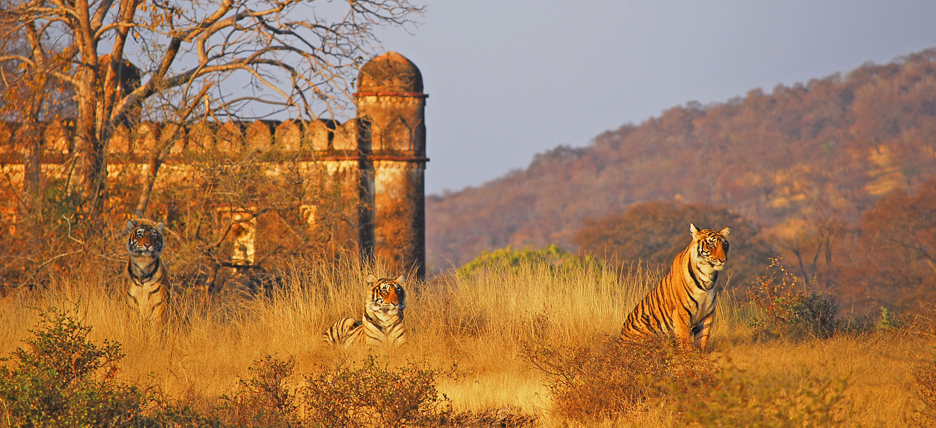 Ranthambore 2