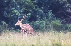 5-Day Bardia National Park Safari
