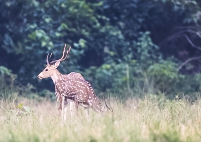 5-Day Bardia National Park Safari