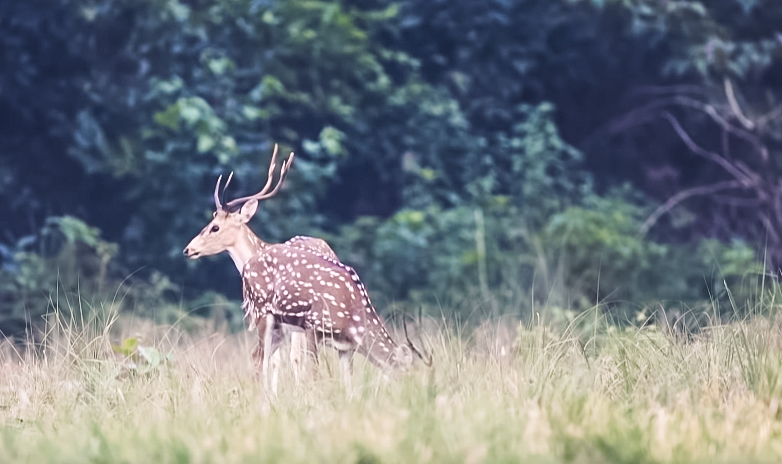 Swamp Deer (barashinga) In Bardai National Park