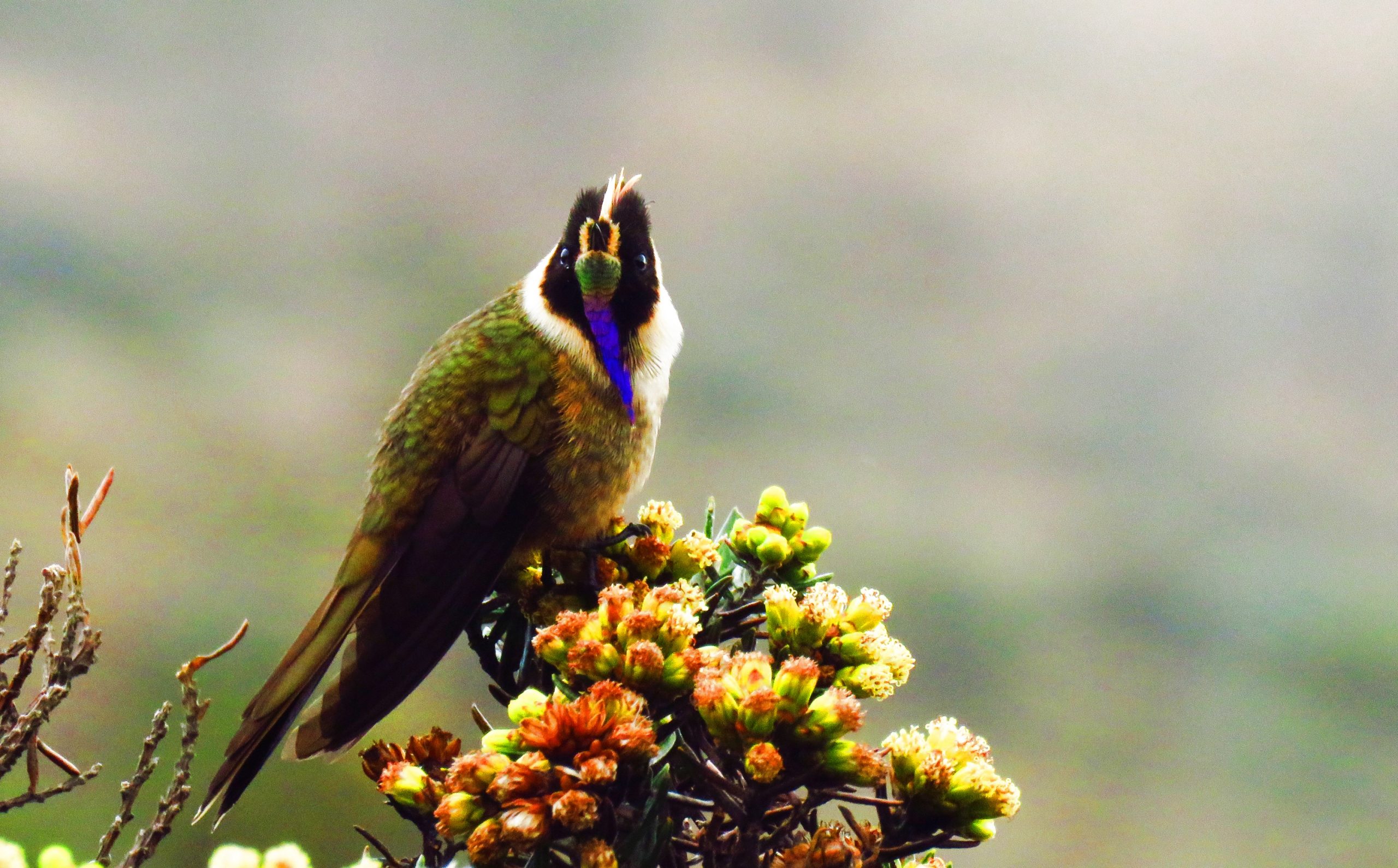 Buffy Helmetcrest (oxypogon Stuebelii), Parque Los Nevados (1)