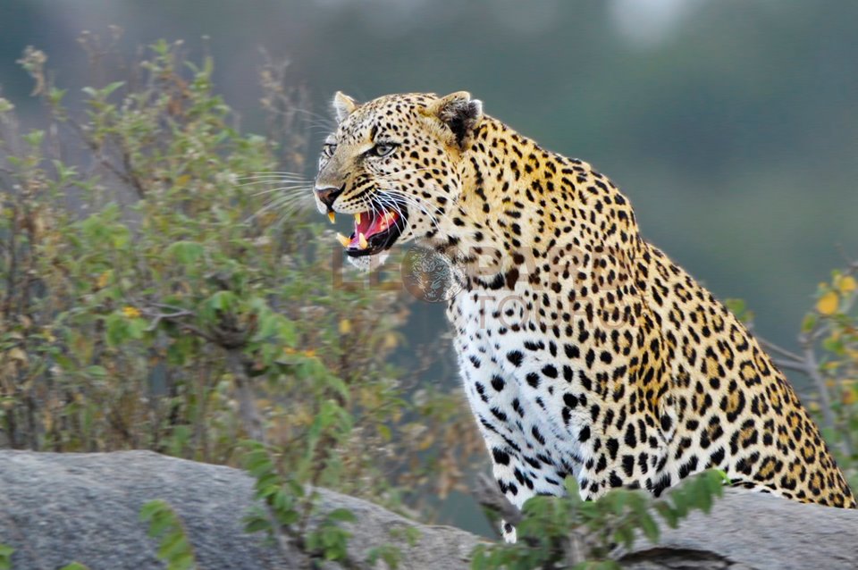 Leopard