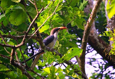 Miracle Lanka Feature Bird Watching Tour