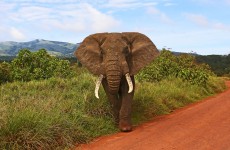 3-Day Top Notch Tanzania Safari