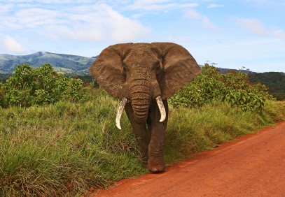 3-Day Top Notch Tanzania Safari