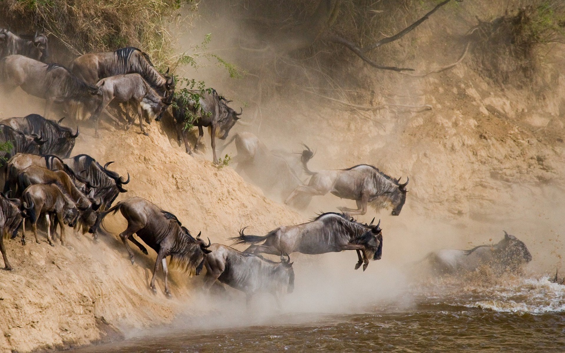 Serengeti Wildebeest Migration Pattern