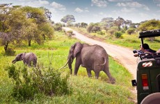 6-Day Northern Circuit Safari